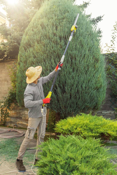 Best Stump Grinding Near Me  in Trafford, PA